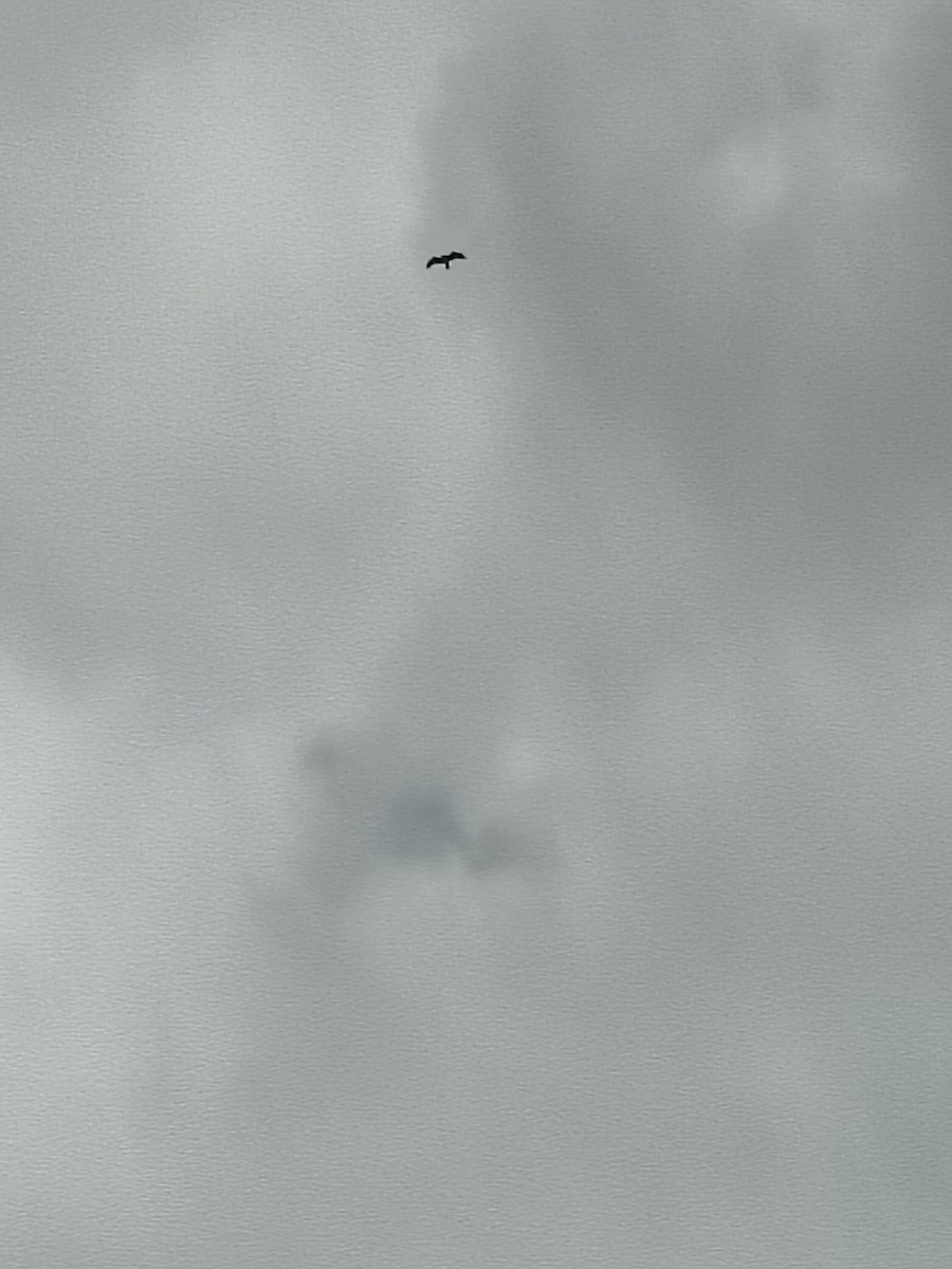 トビ - ML646442192