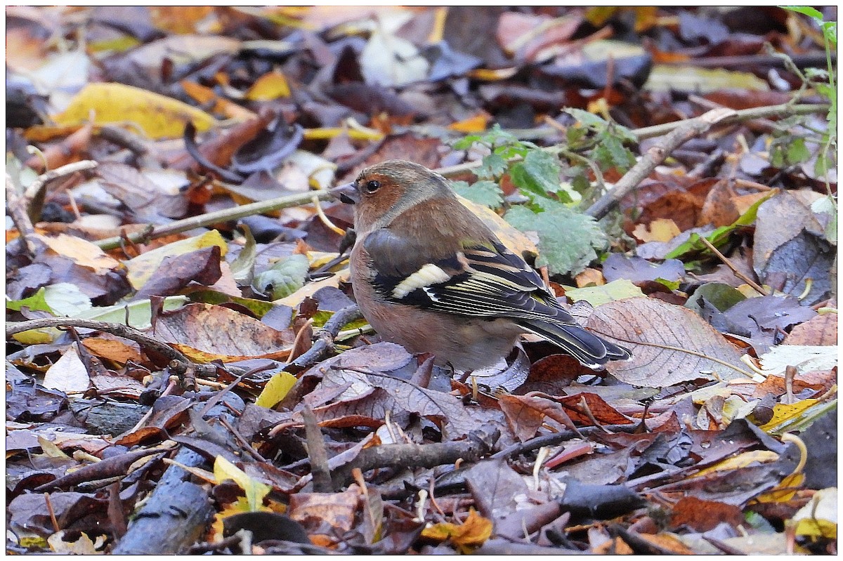 ズアオアトリ - ML646442194