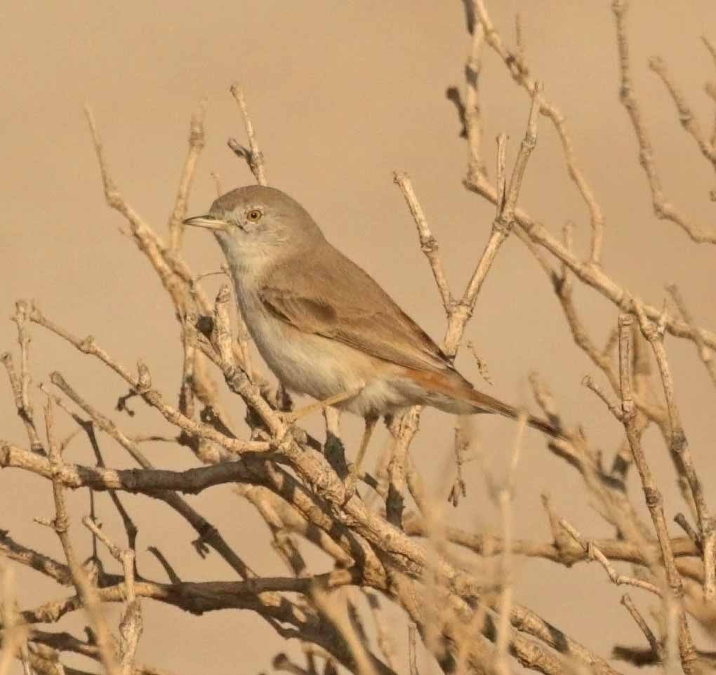 サバクムシクイ - ML646442197