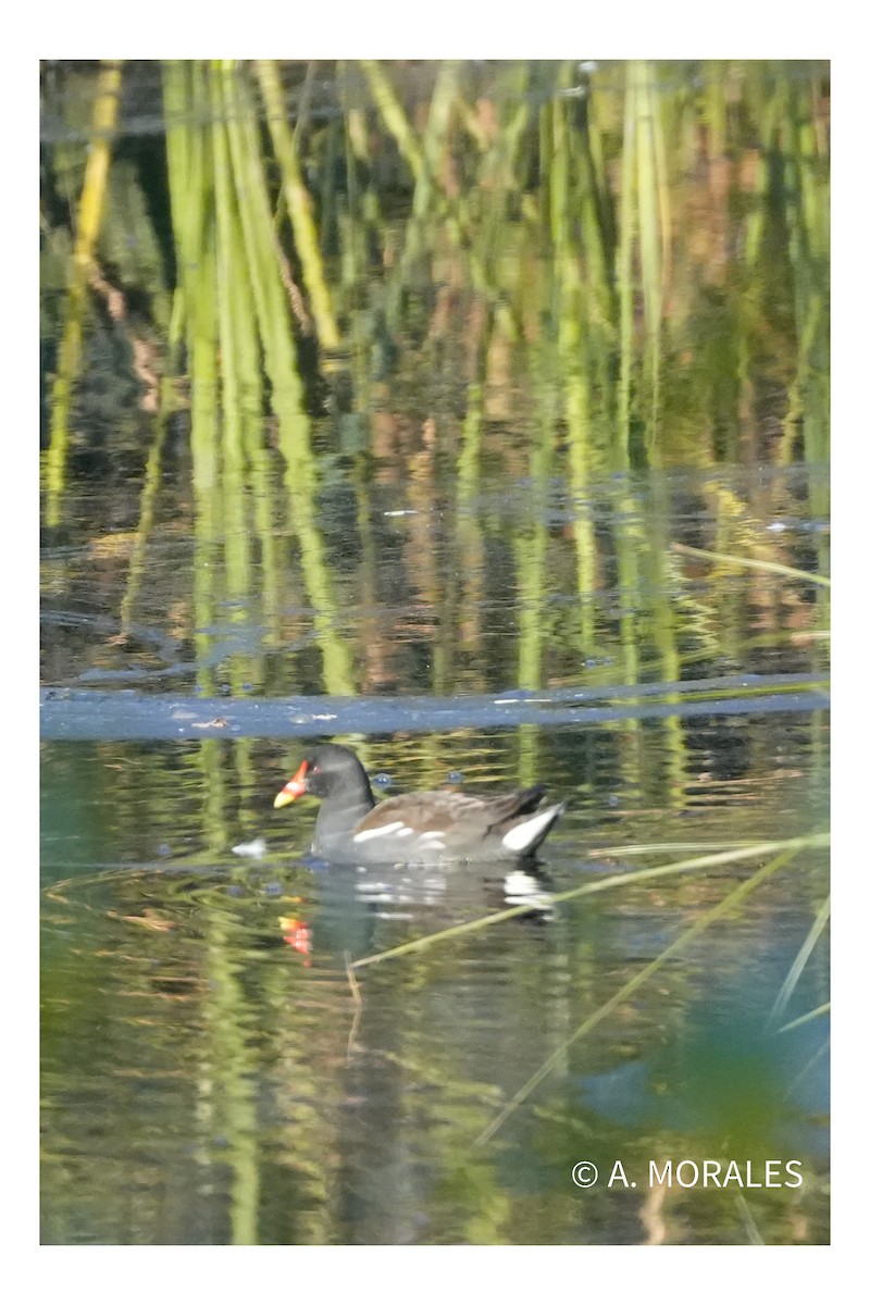 バン - ML646442198