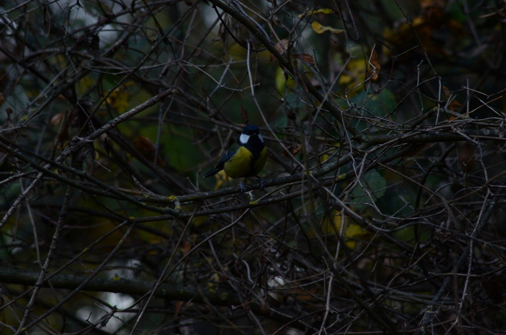 ヨーロッパシジュウカラ - ML646442199