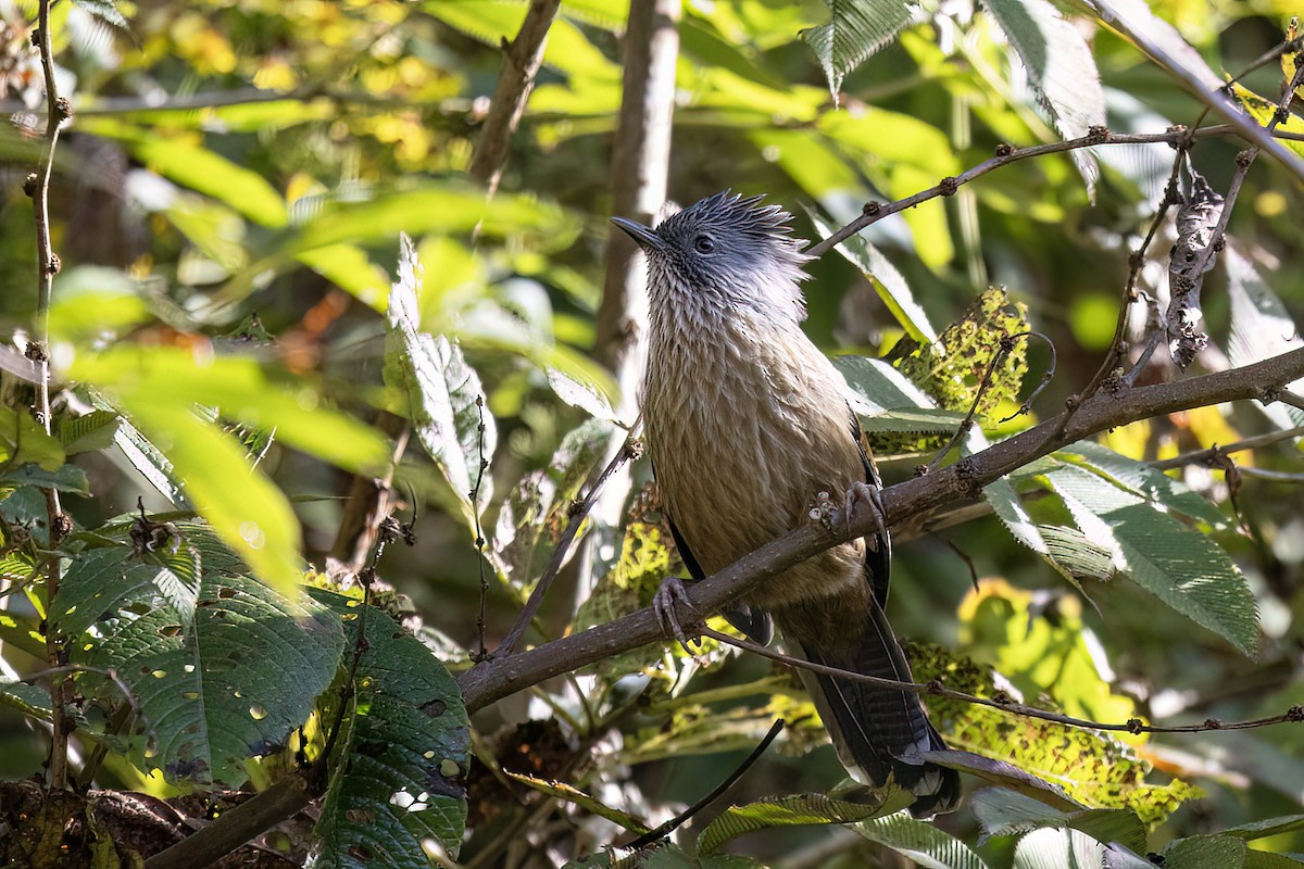 クリイロシマドリ - ML646442200