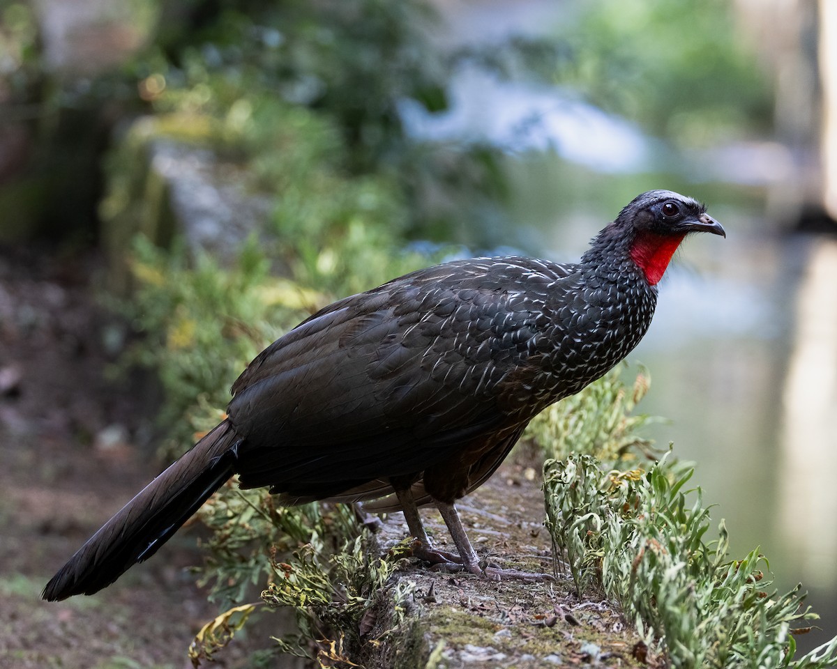 クロアシシャクケイ - ML646442204