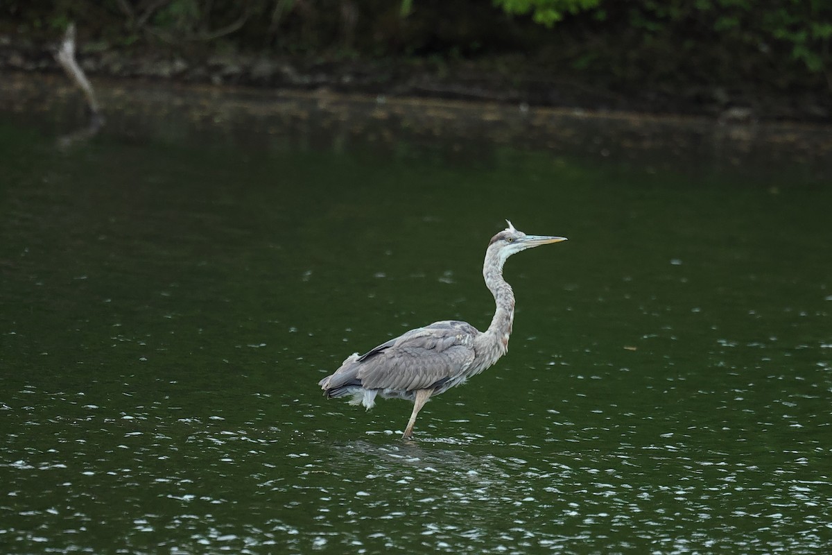 Great Blue Heron - ML646442205