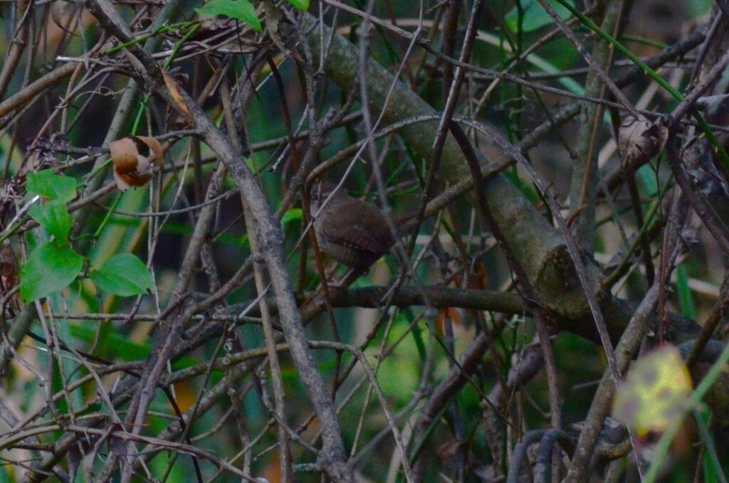 Eurasian Wren - ML646442207