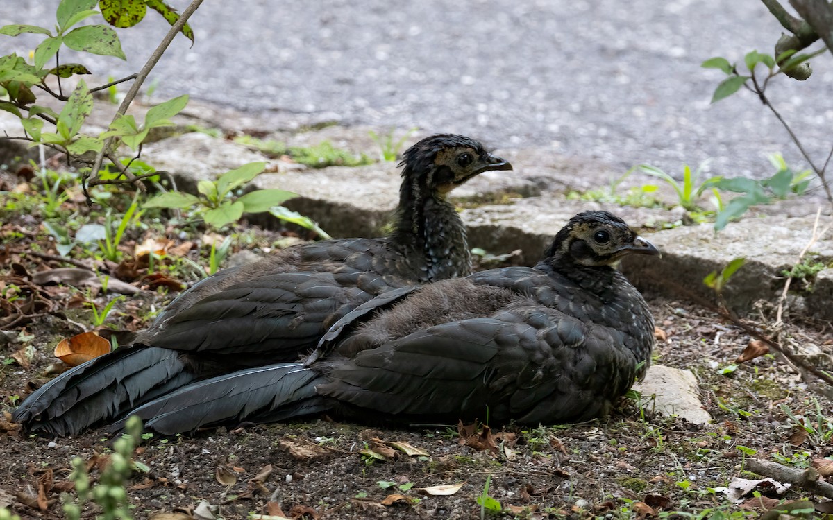Dusky-legged Guan - ML646442209