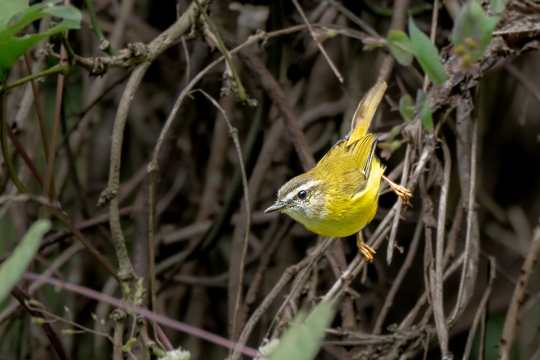 Yellow-bellied Warbler - ML646442214