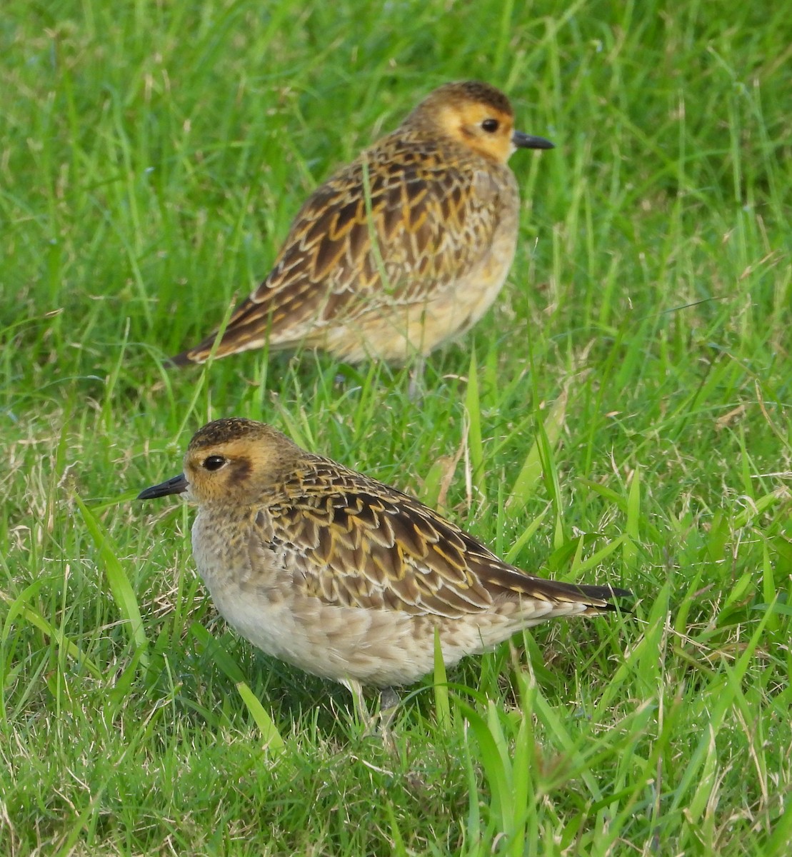 太平洋金斑鴴 - ML646442215