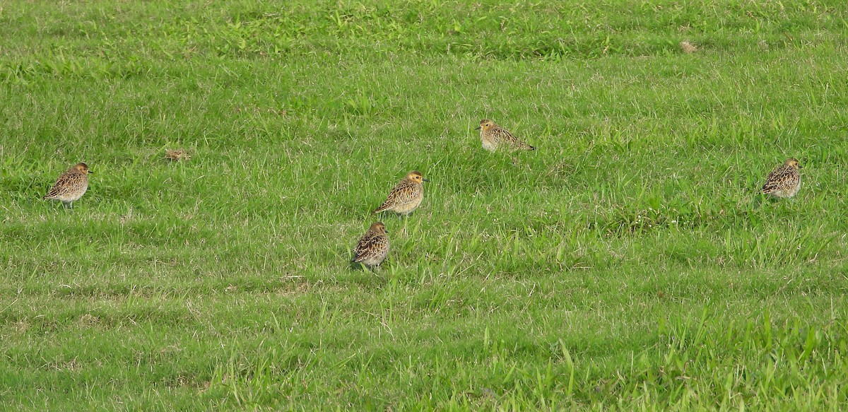 太平洋金斑鴴 - ML646442216