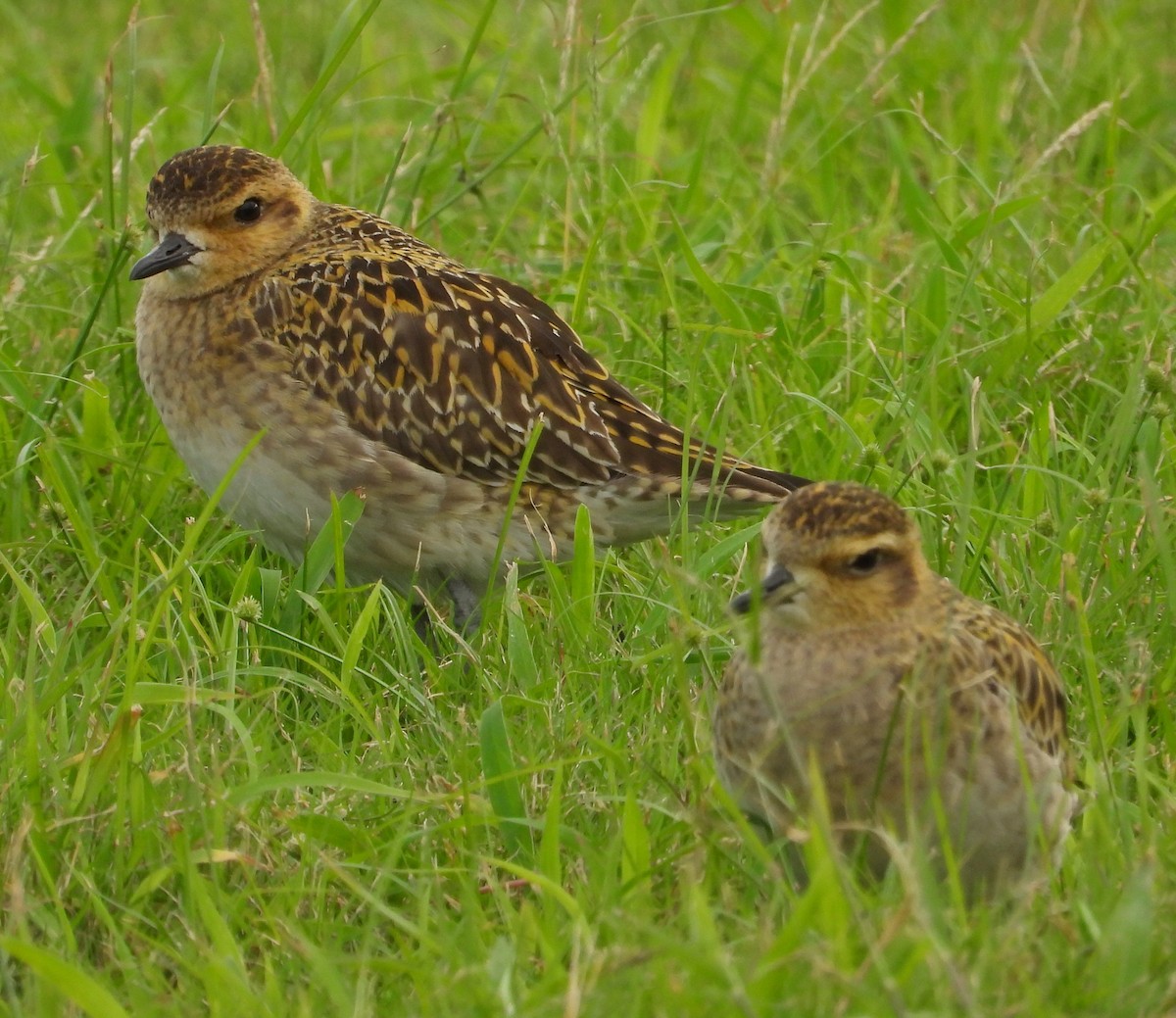 太平洋金斑鴴 - ML646442217