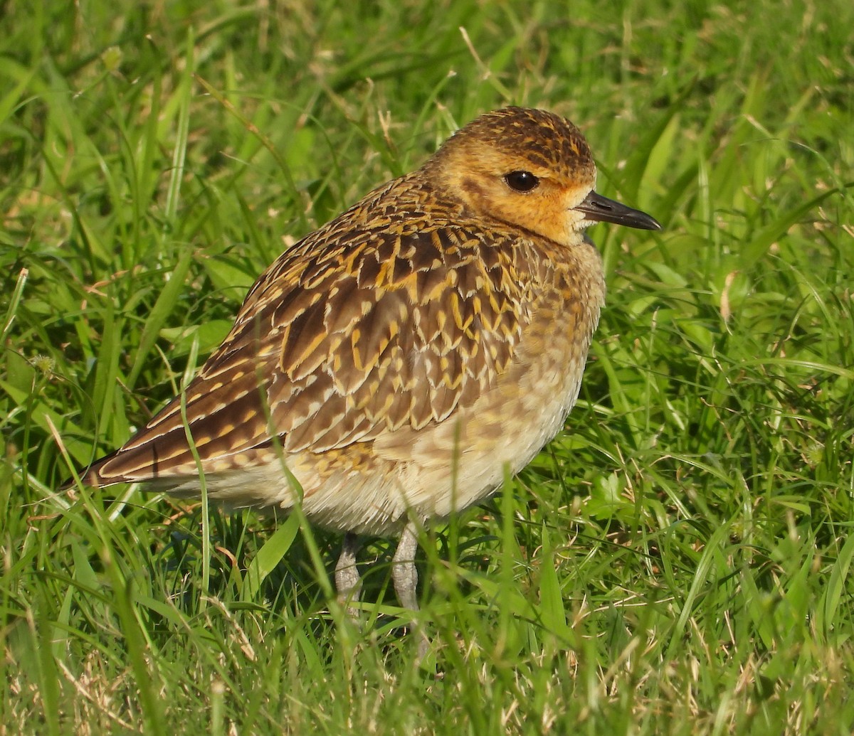 太平洋金斑鴴 - ML646442218