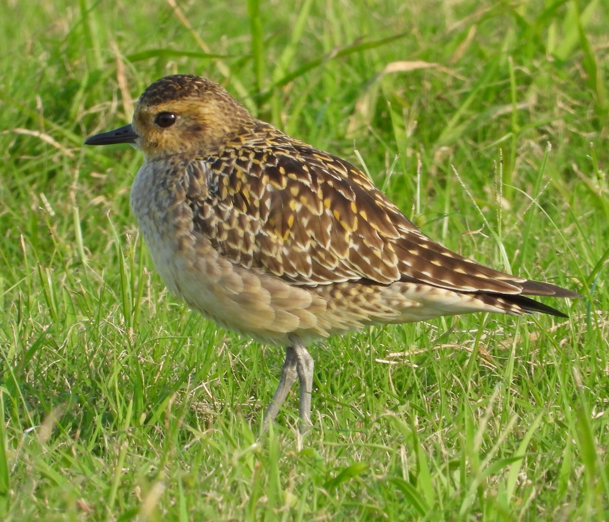 太平洋金斑鴴 - ML646442219