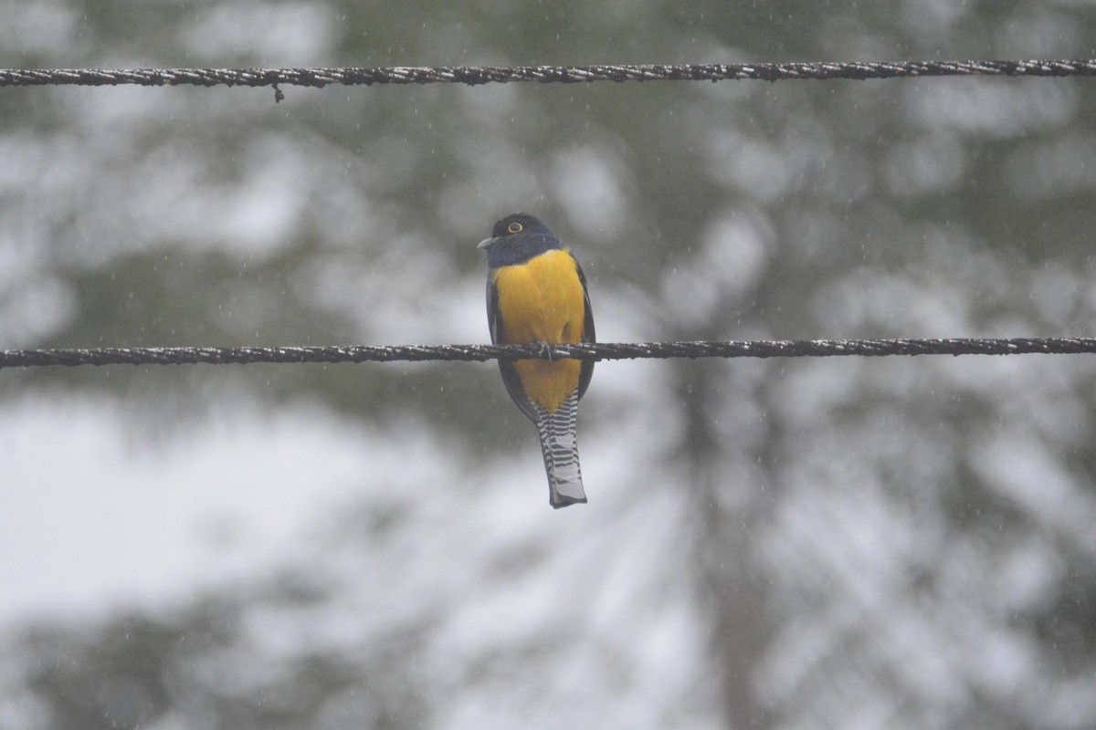 Mor Trogon - ML646442222