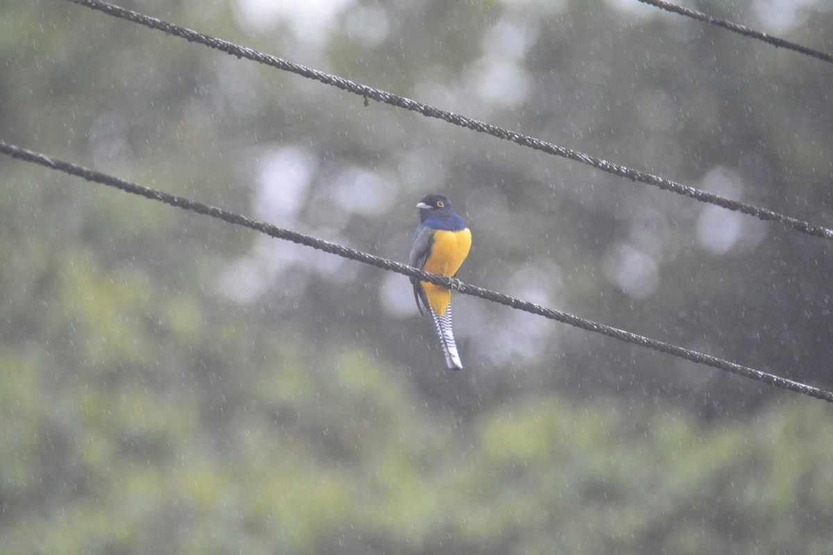 Mor Trogon - ML646442223