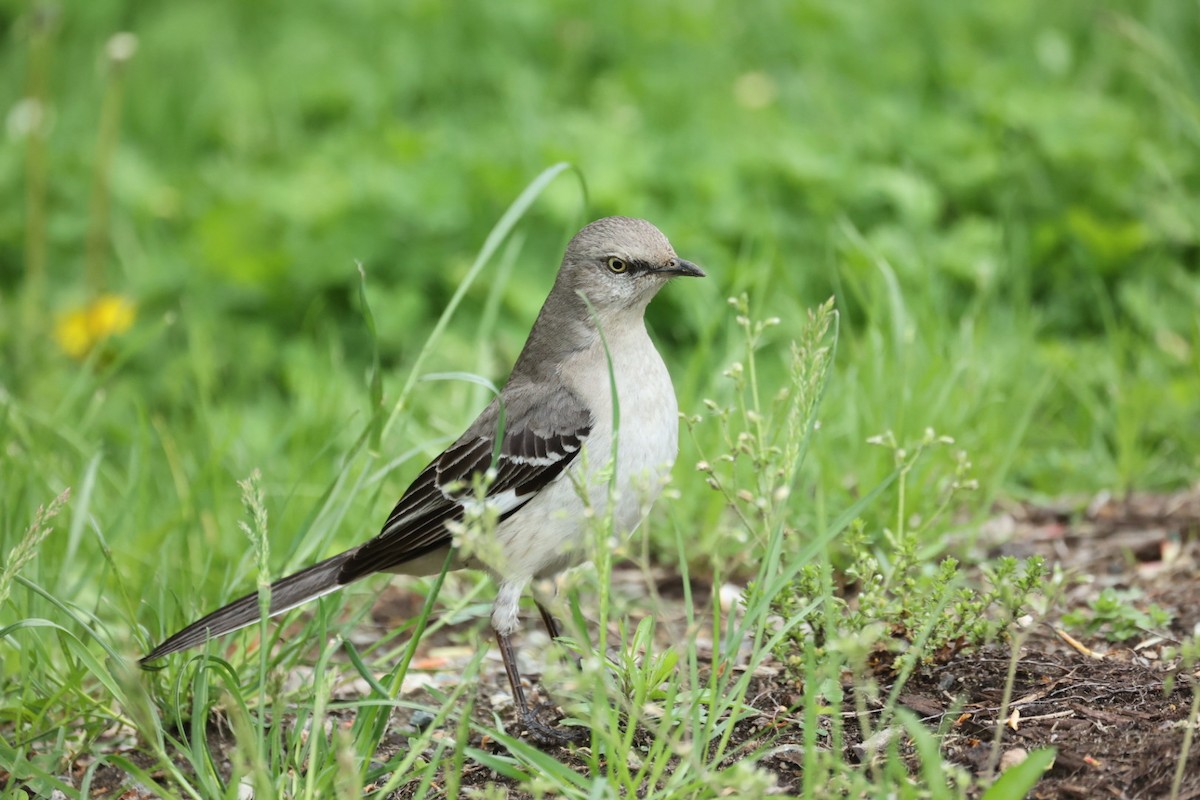 Northern Mockingbird - ML646442224