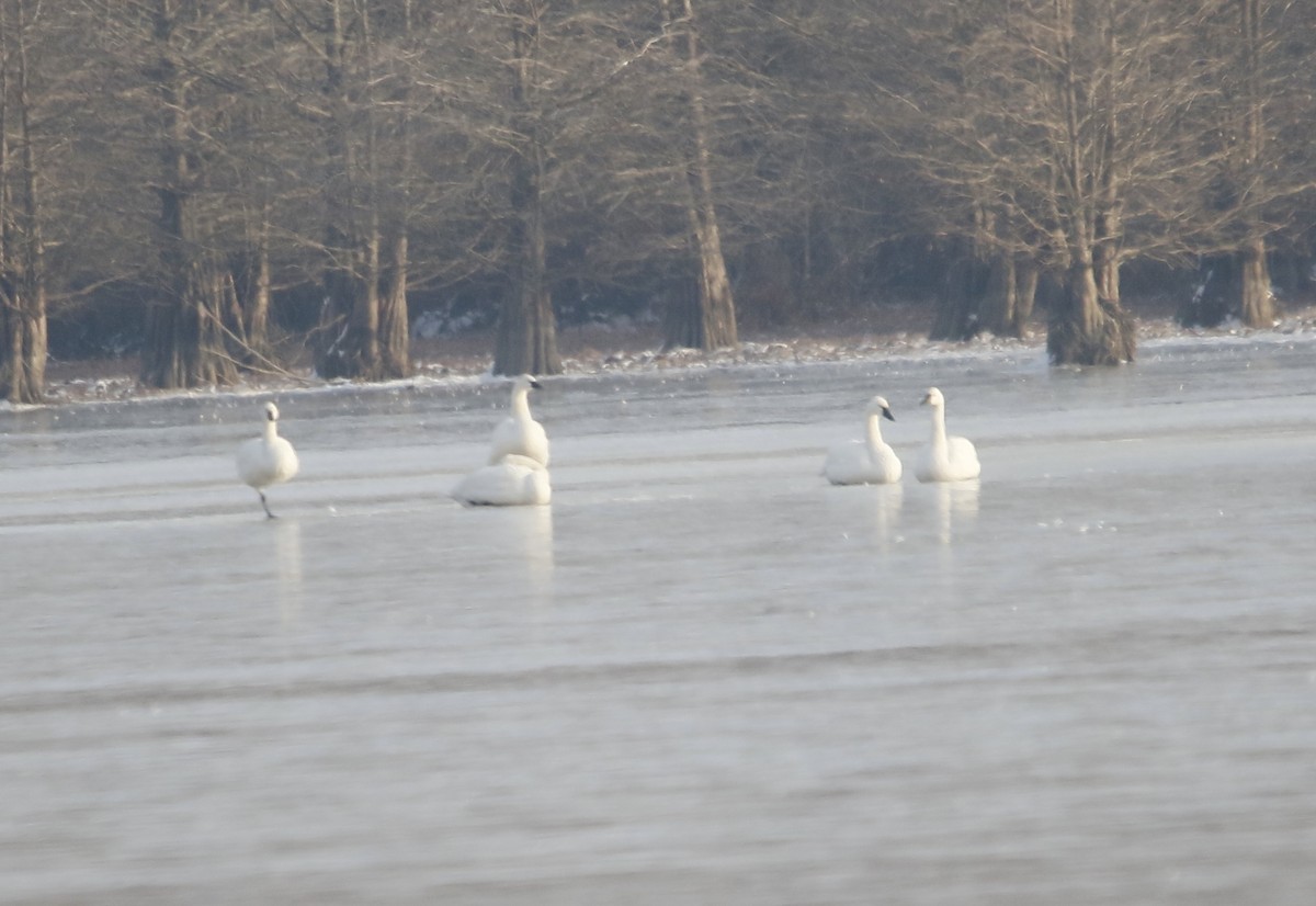 dvergsvane - ML646442225