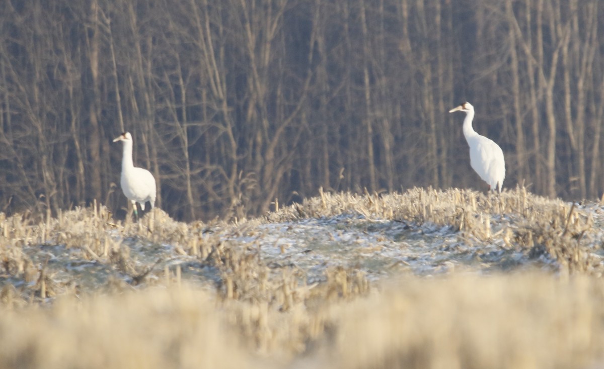 trompettrane - ML646442226