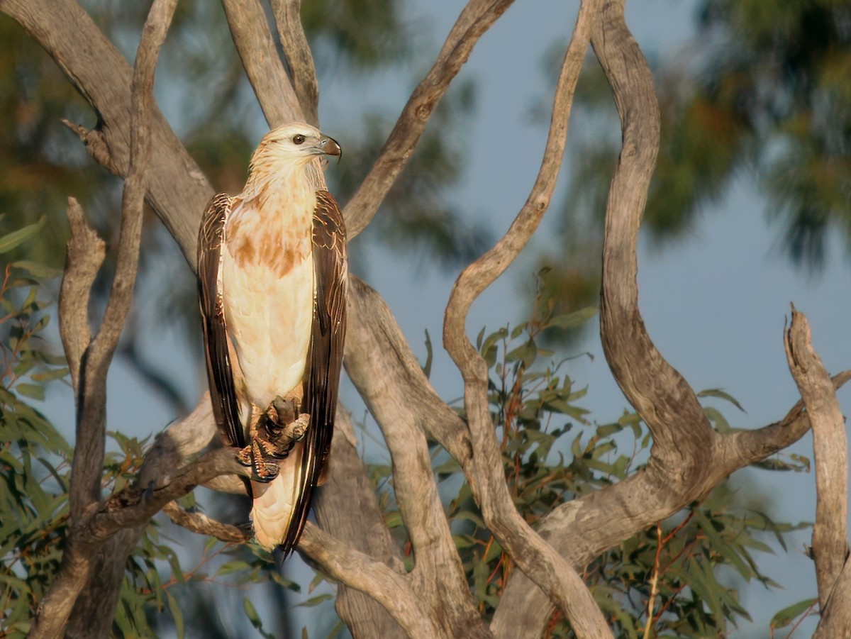 White-bellied Sea-Eagle - ML646442227