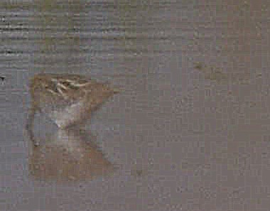 snipe sp. - ML646442228