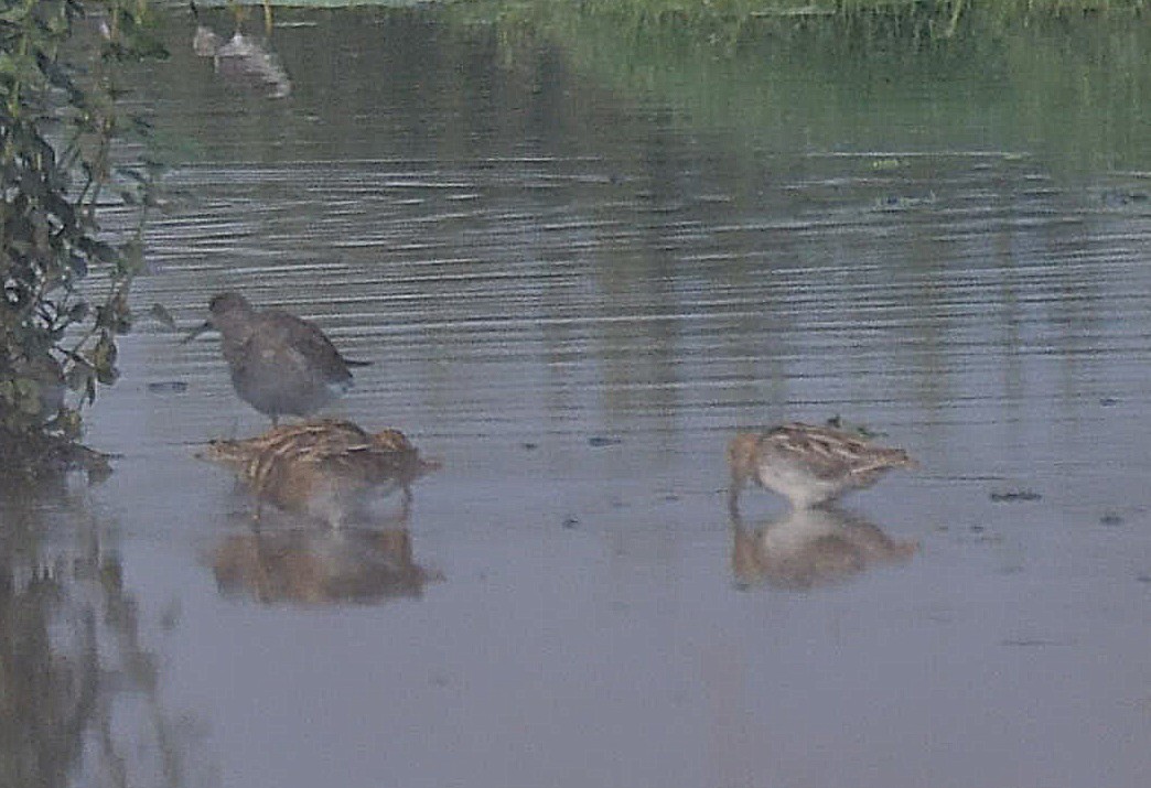 snipe sp. - ML646442229