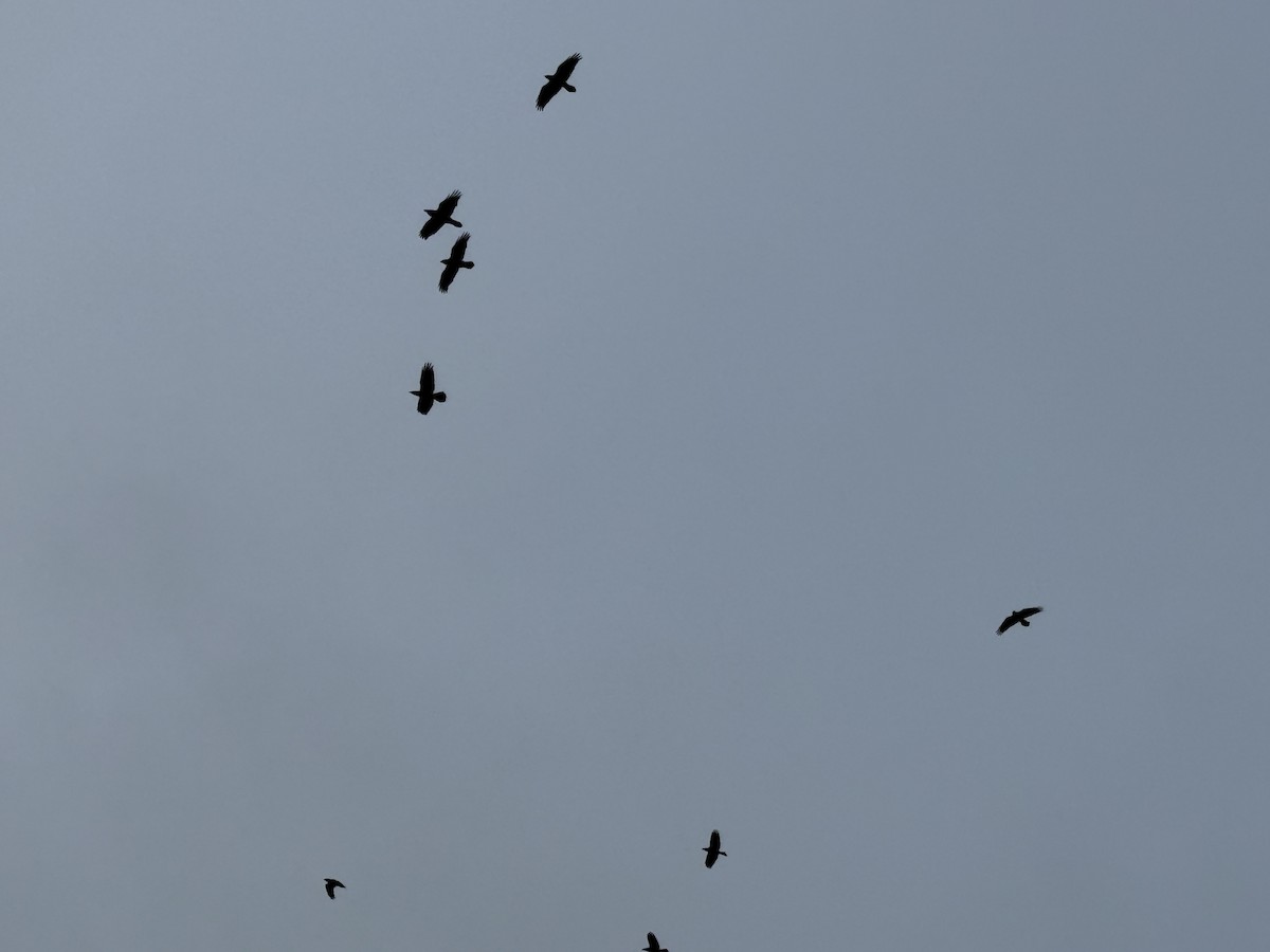 Common Raven - ML646442232