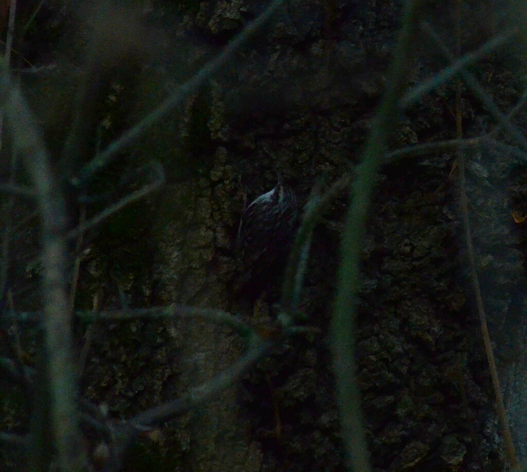 Short-toed Treecreeper - ML646442233