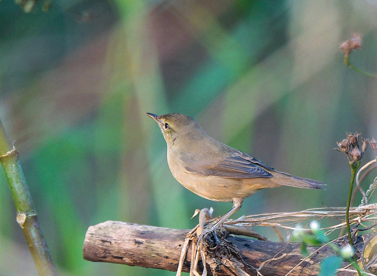 Blyth's Reed Warbler - ML646442234