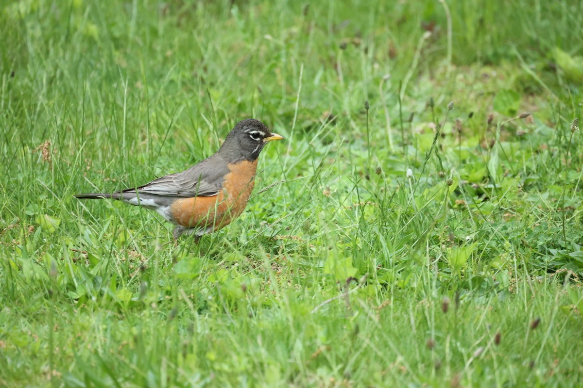 American Robin - ML646442236