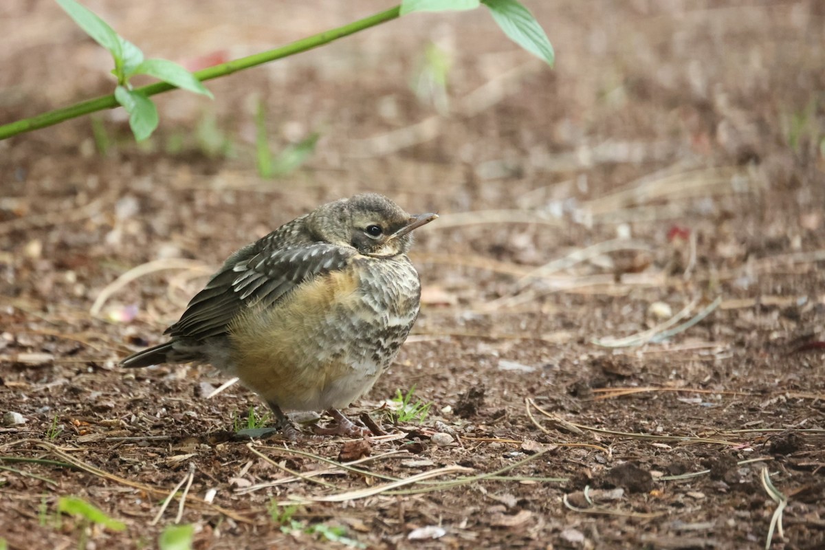 American Robin - ML646442237