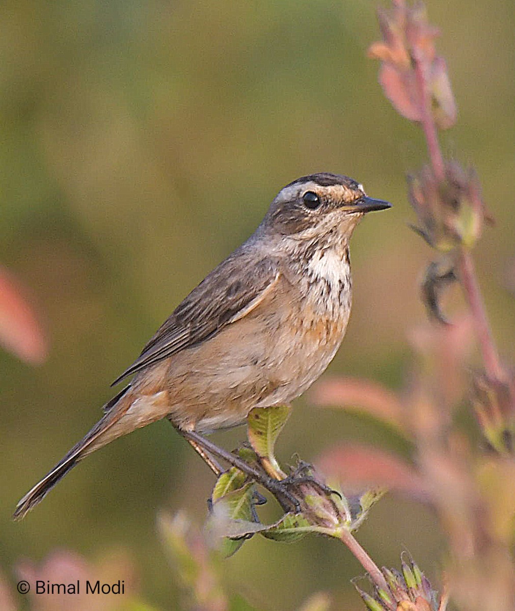Bluethroat - ML646442241