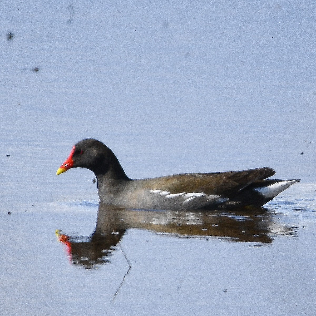 紅冠水雞 - ML646442246