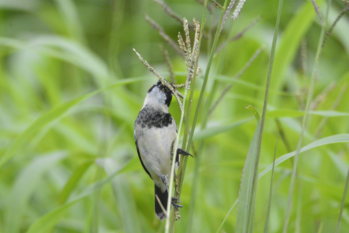 Morelet's Seedeater - ML646442249