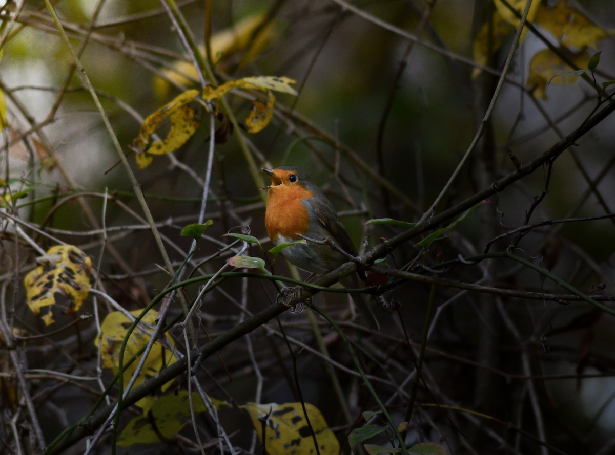 European Robin - ML646442258