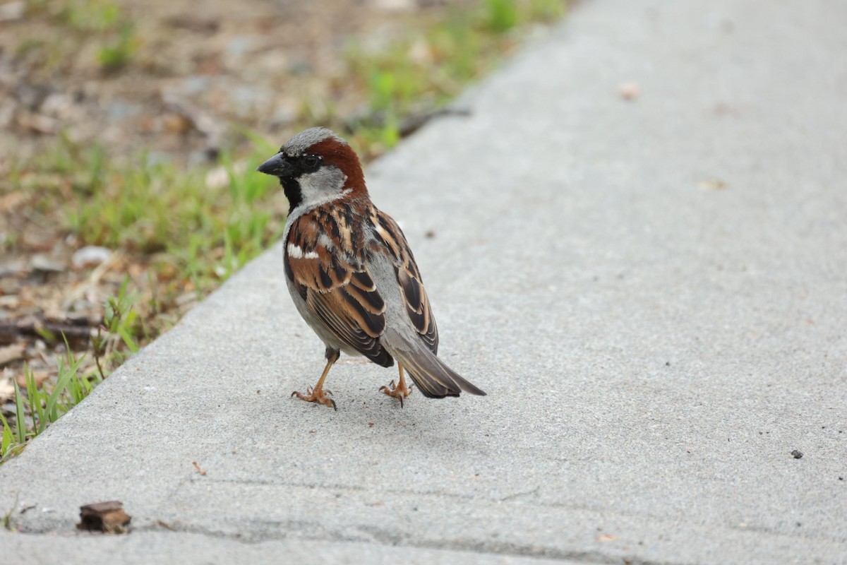 House Sparrow - ML646442259