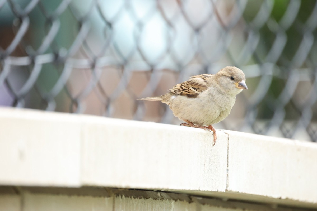 House Sparrow - ML646442260