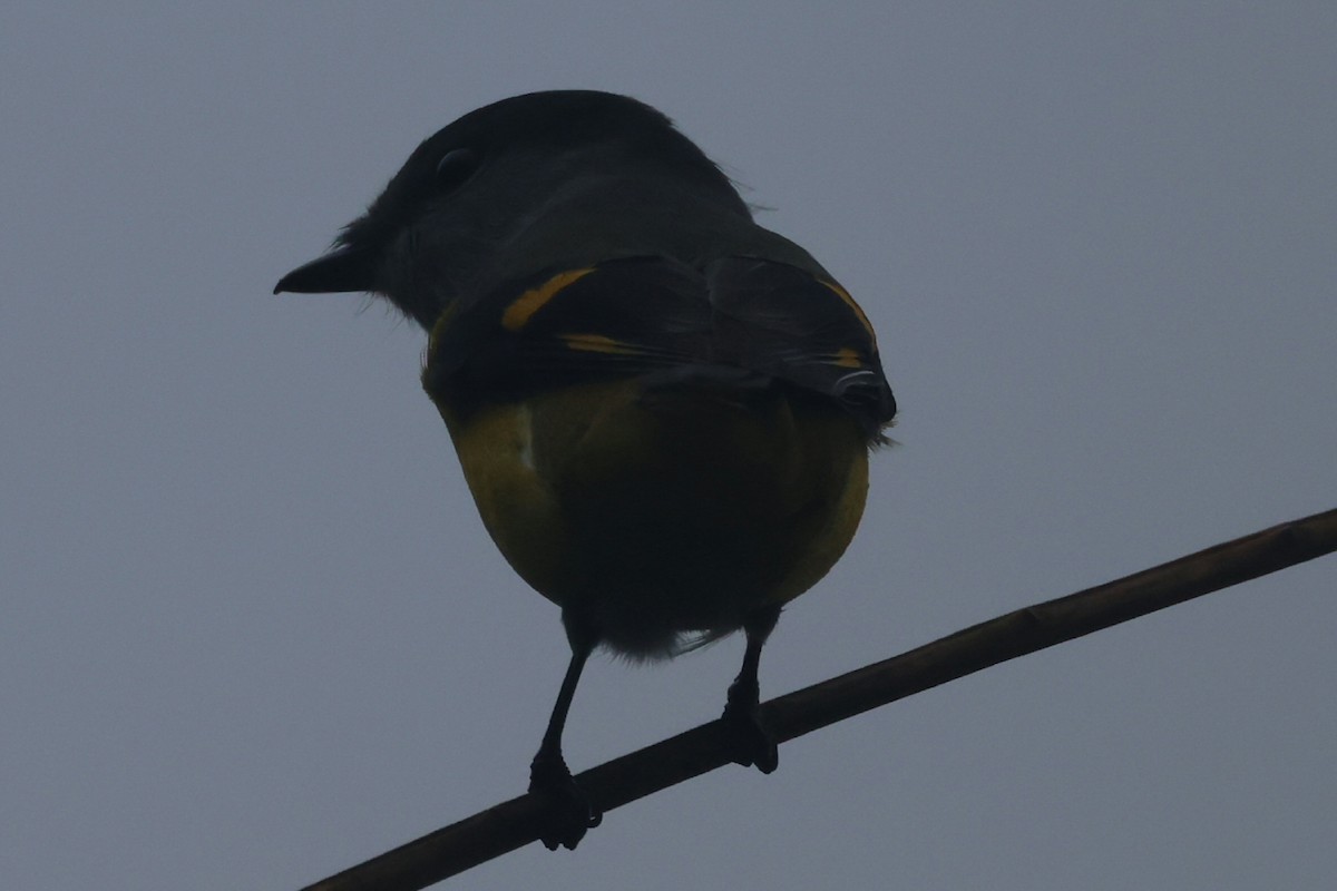 Gray-chinned Minivet - ML646442263