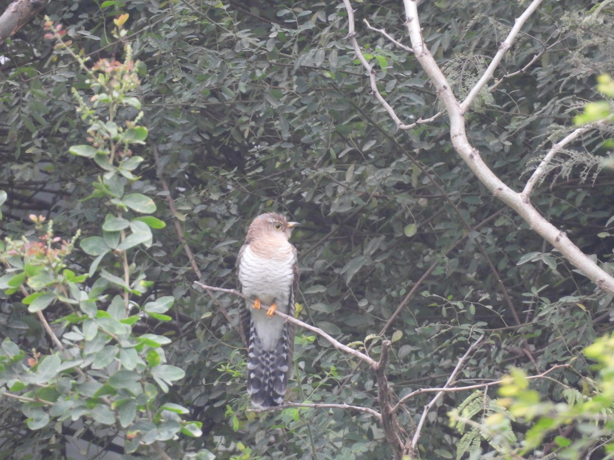 kukačka obecná - ML646442264