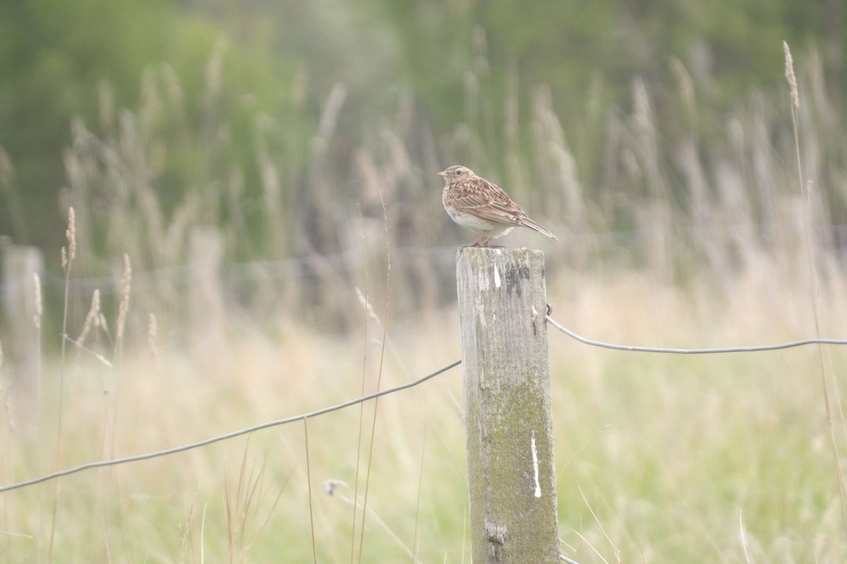 Eurasian Skylark - ML646442269