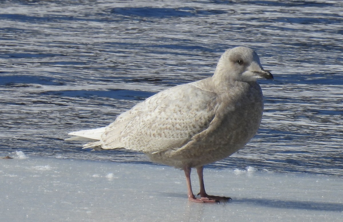 Iceland Gull (kumlieni) - ML646442271