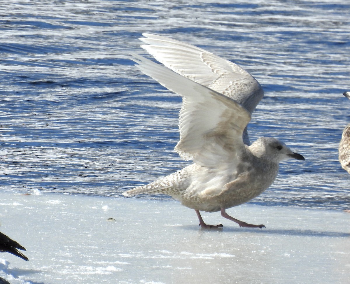 Iceland Gull (kumlieni) - ML646442272