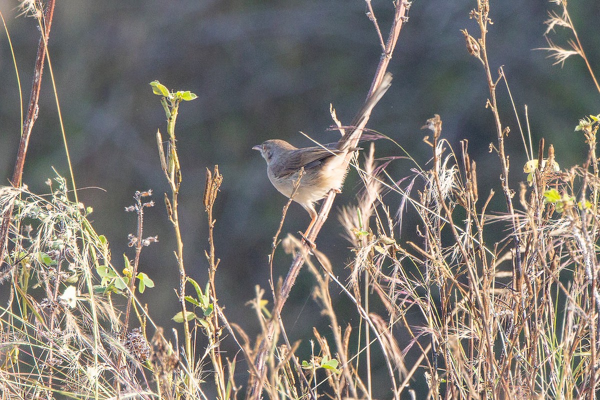 Jungle Prinia - ML646442275