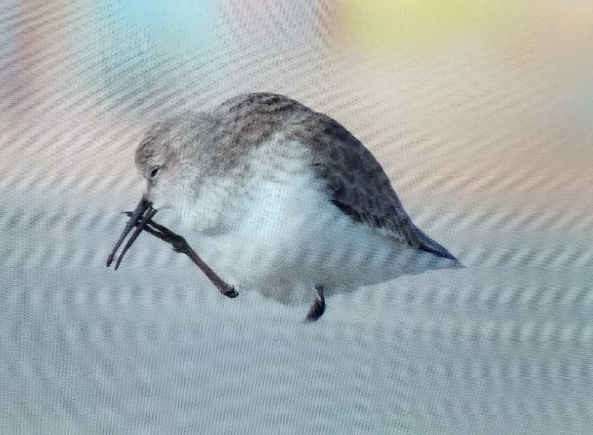 Dunlin - ML646442276