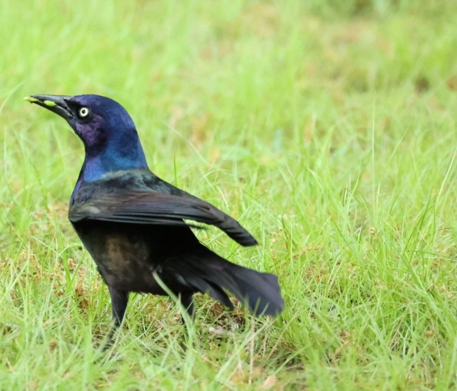 Common Grackle - ML646442277