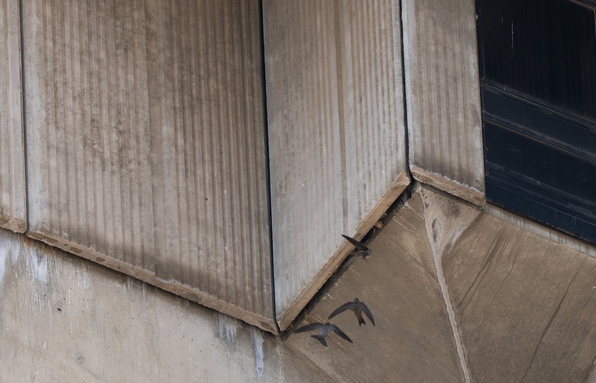 Alpine Swift - ML646442280