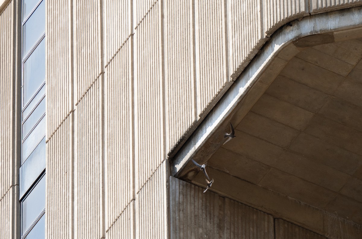 Alpine Swift - ML646442281