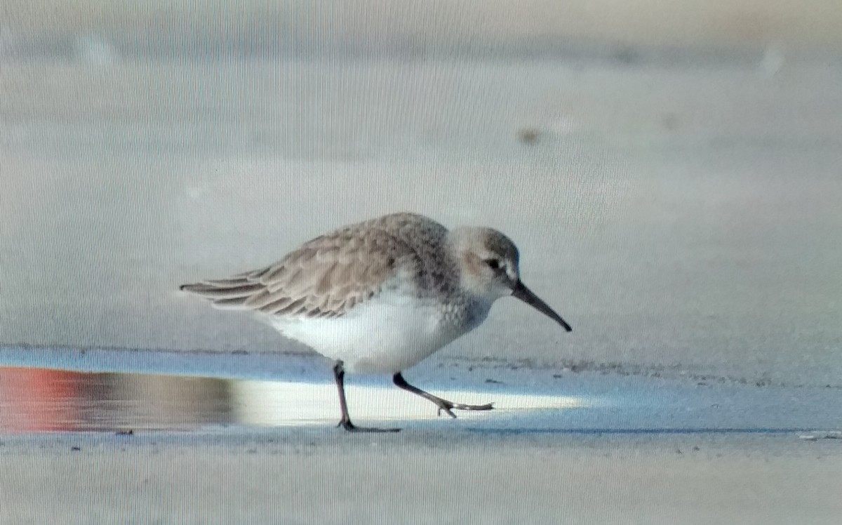 Dunlin - ML646442283