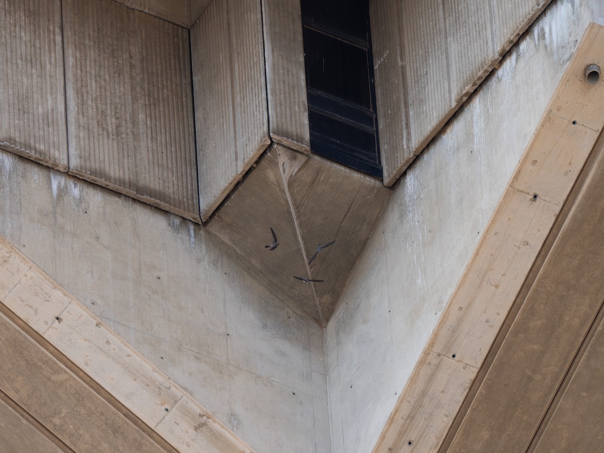 Alpine Swift - ML646442284