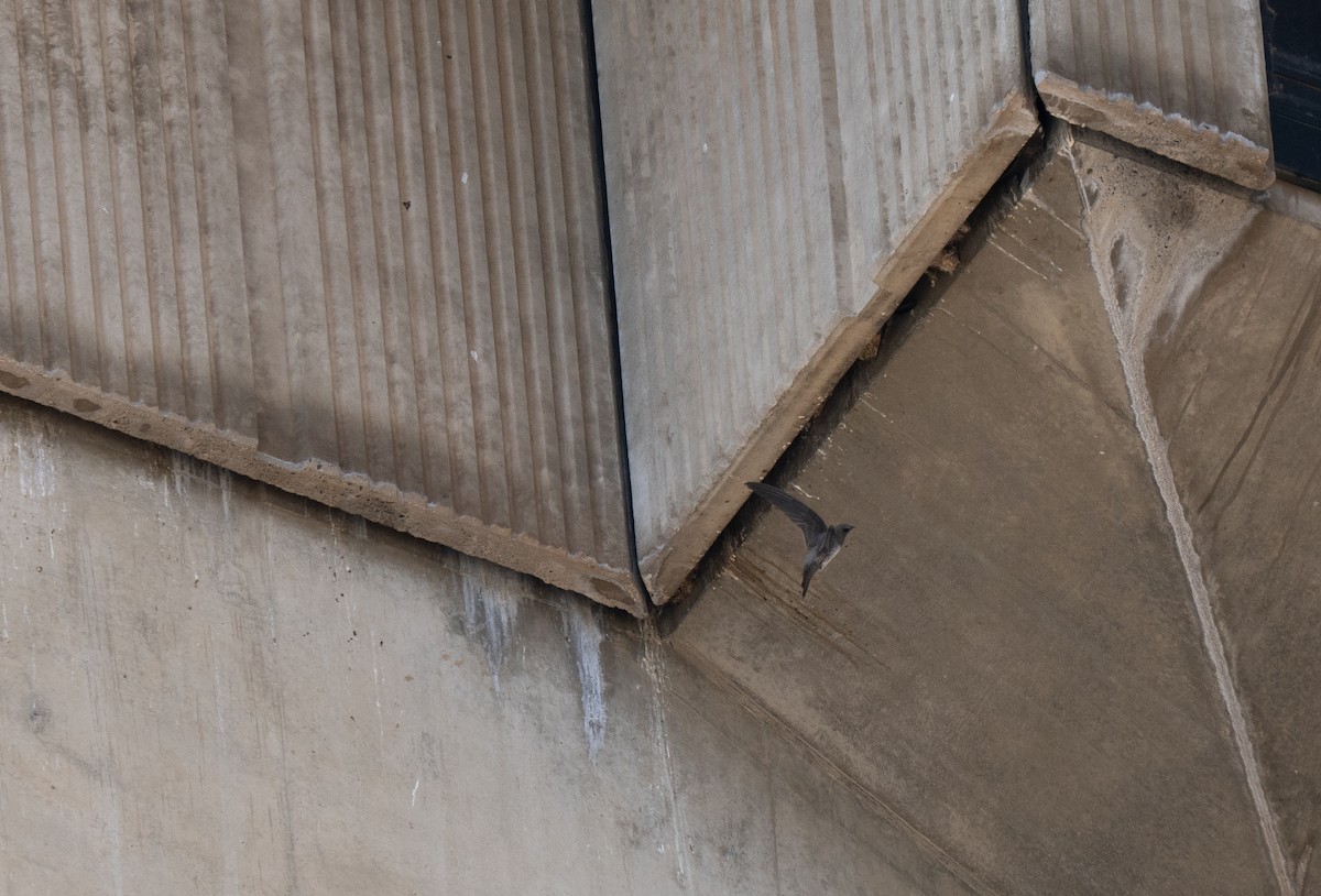 Alpine Swift - ML646442285