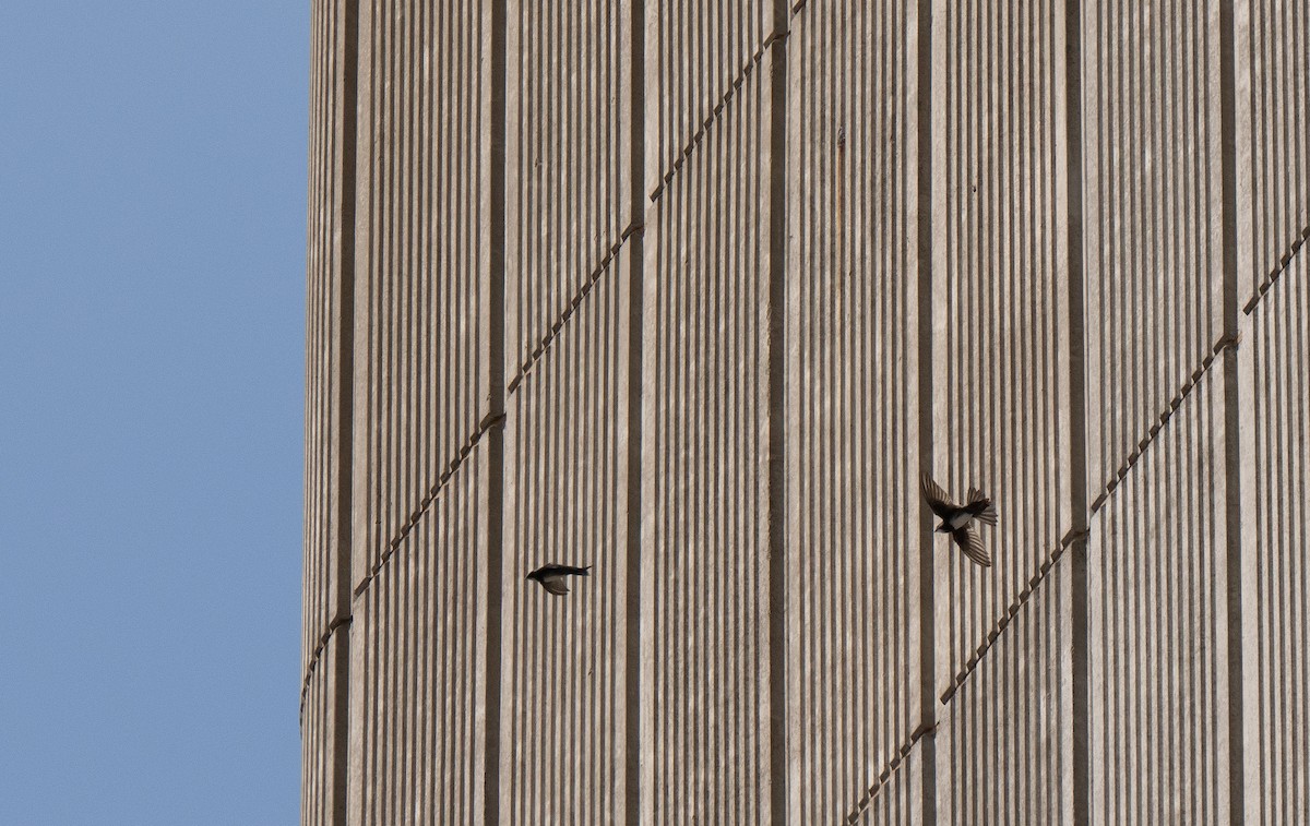 Alpine Swift - ML646442286