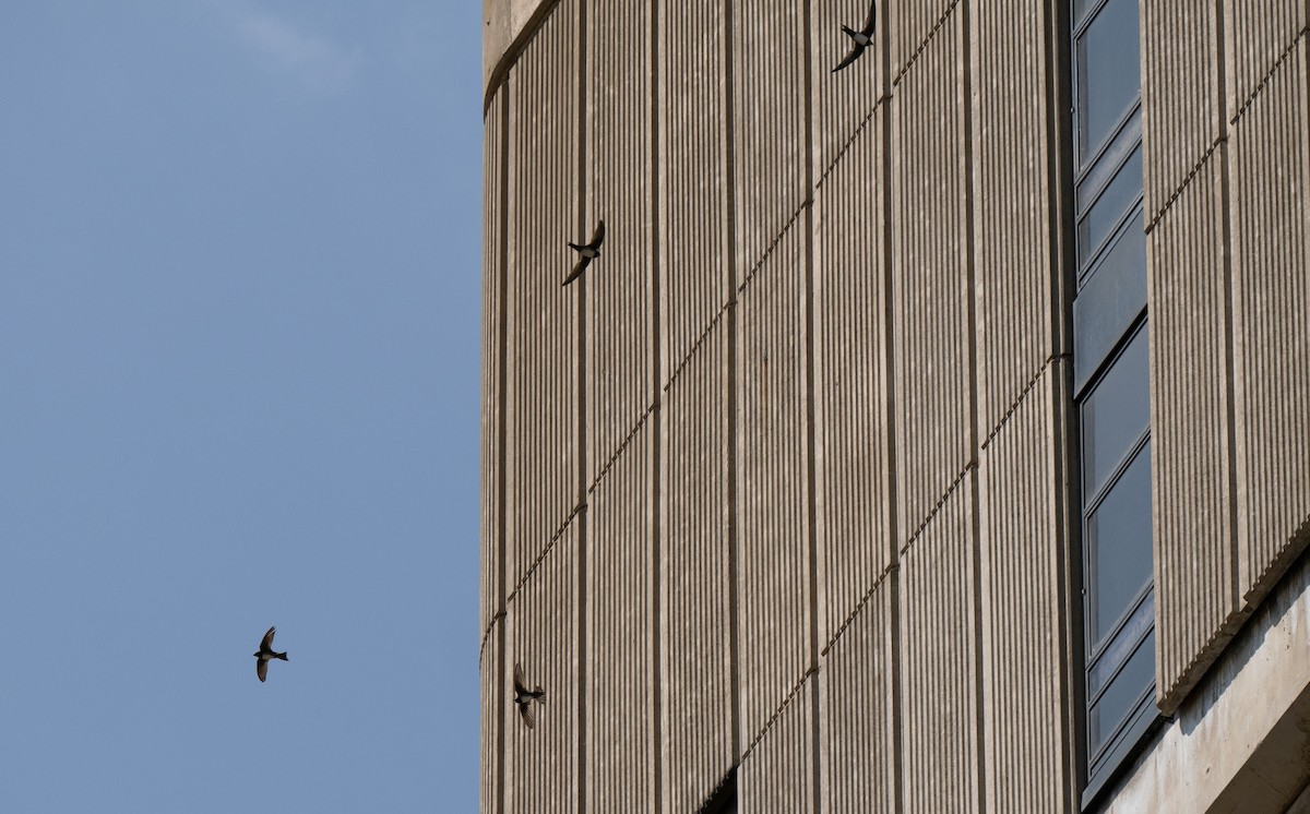 Alpine Swift - ML646442287